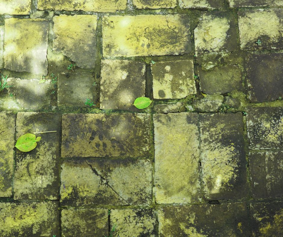 Algae on brick pavers before pressure washing